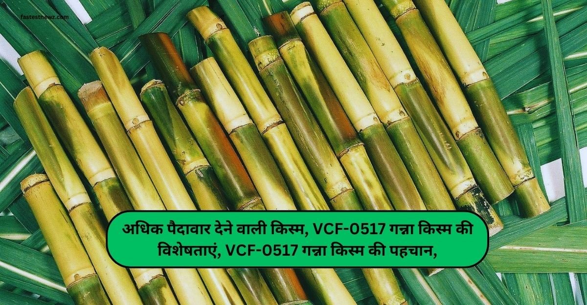 Sugarcane Variety